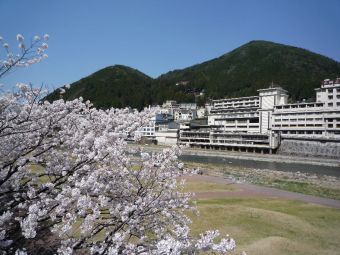 下呂河川敷の桜