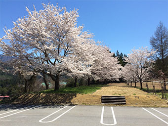 弊社前桜並木の風景(4月22日撮影)