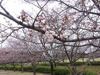桜並木２
