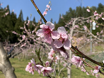 飛騨桃の花